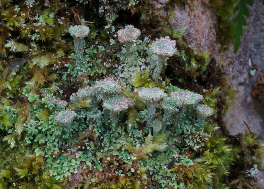 Cladonia?